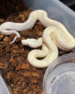 moonglow boa for sale