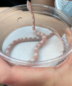 Snow Corn Snake