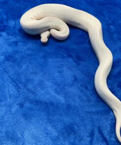 Blue Eye Lucy Ball Python