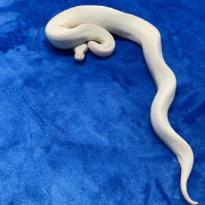 blue eye lucy ball python for sale