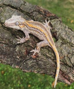 Yellow Stripe Gargoyle Gecko