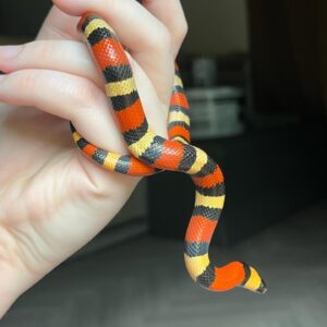 milk snake for sale