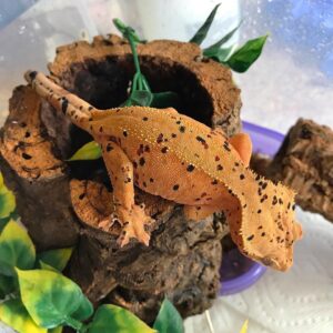 red dalmatian crested gecko for sale