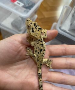 Dalmatian Crested Gecko