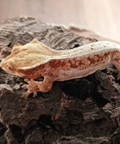 Female Red Lilly White Crested Gecko