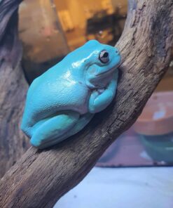 White Tree Frogs