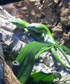 Emerald Tree Skinks