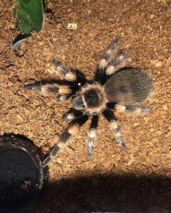 mexican red knee tarantula for sale