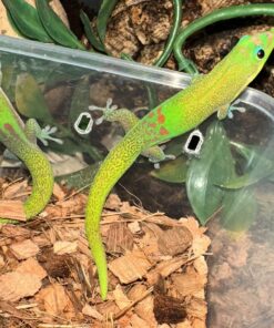 Gold Dust Day Gecko