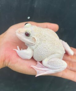 Albino Bull Frog