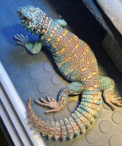 Ornate Uromastyx