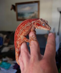 Red Stripe Gargoyle Gecko