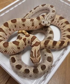 Western Lavender Hognose Snake