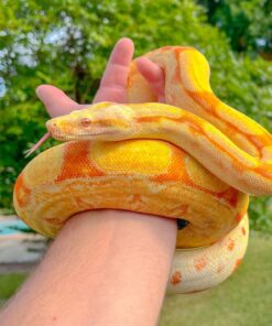Sunglow Boa Constrictor