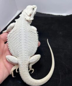 Hypo Zero Bearded Dragon