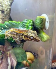 yellow stripe gargoyle gecko for sale