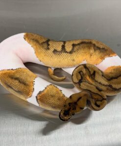 Pied Clown Ball Python