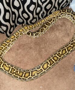Hypo Burmese Python