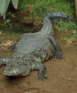 Morelet’s Crocodile