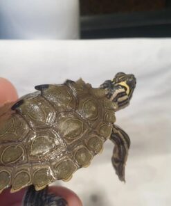 Black-Knobbed Map Turtles