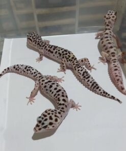 Super Mack Snow Leopard Gecko