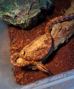 Brazilian Rainbow Boa