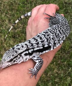 Baby Black and White Tegu