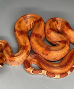 Hypo Blood het Khal Albino Boa