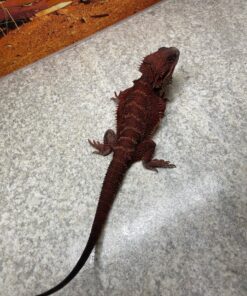 Red Monster Bearded Dragon