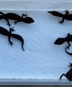 Black Night Leopard Gecko