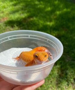 Bright Orange Mandarin Leopard Gecko