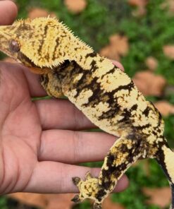 Brindle Crested Geckos