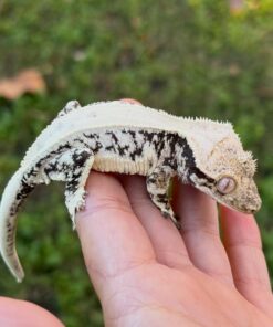 Lilyy White Crested Geckos