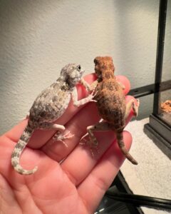 scorpion tailed gecko for sale