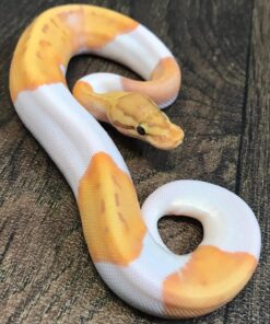 Banana Pied Ball Python