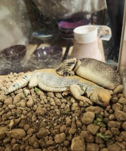 Thomasi Uromastyx