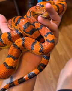 okeetee corn snake for sale