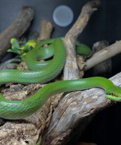 Rhino Rat Snake