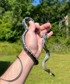 Female Blue Beauty Rat Snake