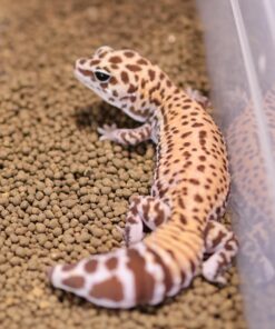 Leopard Gecko