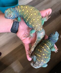 Baby Ornate Uromastyx