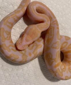 Albino Ball Python