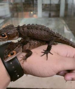 Red-Eyed Crocodile Skink