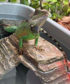 Chinese Water Dragon