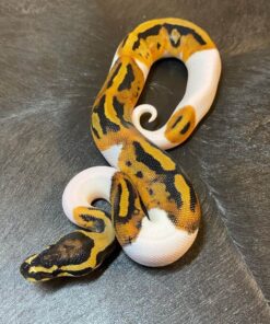 Piebald Ball Python