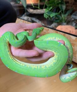 Green Tree Python (Morelia viridis)
