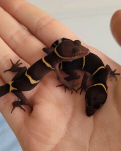 chinese cave gecko for sale