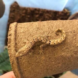 mourning gecko for sale