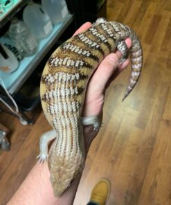 Northern Blue Tongue Skink
