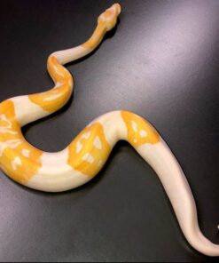 Albino Pied Ball Python